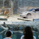 Image for article titled Driver Swerves To Avoid Deer Standing Right In Middle Of Zoo